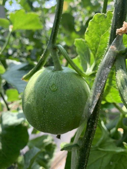 娱乐吃瓜的瓜哪里来的,探寻网络热词背后的故事  第3张